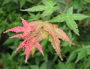Acer palmatum